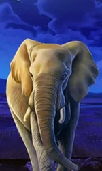 African Elephant